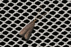 Lecithocera imprudens