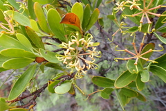 Stenocarpus umbelliferus