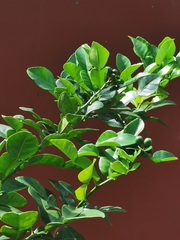 Citrus hystrix