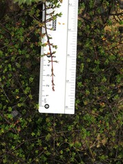 Pseudanthus divaricatissimus