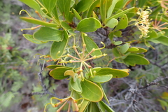 Stenocarpus umbelliferus