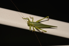 Listroscelidinae
