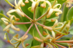 Stenocarpus umbelliferus