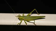Listroscelidinae