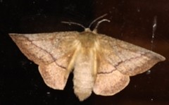 Anthela connexa