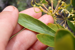 Stenocarpus umbelliferus