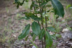 Tabebuia heterophylla