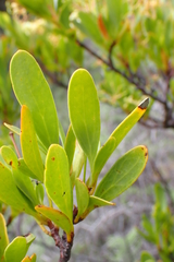 Stenocarpus umbelliferus