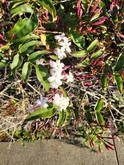 Jasminum polyanthum