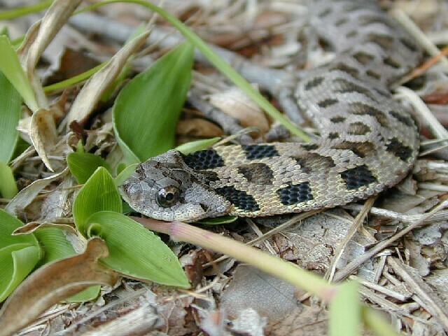 Eastern Hognose Snake from Ward Pound Ridge Res. Westchester, NY, USA ...