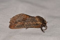 Elhamma australasiae