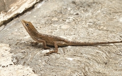Anolis sericeus