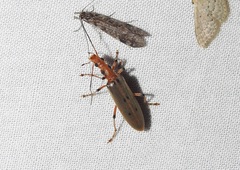 Parisopalpus nigronotatus