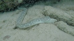 Myrichthys breviceps