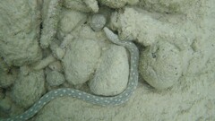 Myrichthys breviceps