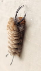 Gymnelia