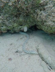 Myrichthys breviceps