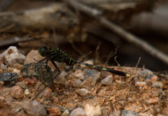 Orthetrum serapia