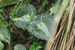 Asarum