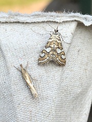 Elophila ekthlipsis