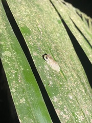 Trachycephalus typhonius