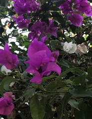 Bougainvillea