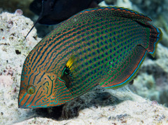 Halichoeres marginatus