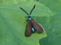 Theresimima ampellophaga