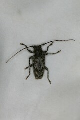 Aegomorphus modestus