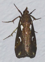 Perimeceta incrustalis