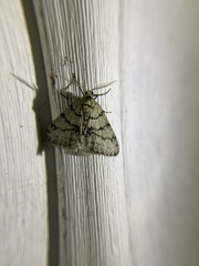 Phigalia strigataria