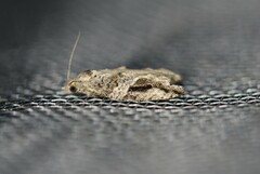 Proteoteras crescentana