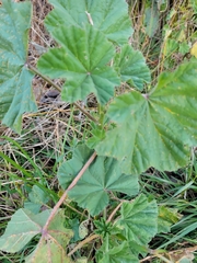 Malva parviflora