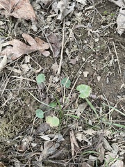 Ranunculus micranthus