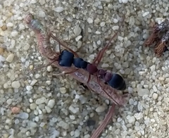 Myrmecia pilosula