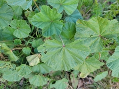 Malva parviflora