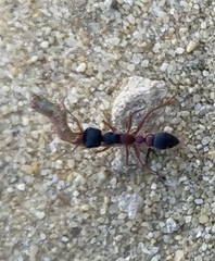 Myrmecia pilosula