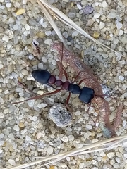 Myrmecia pilosula