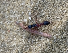 Myrmecia pilosula