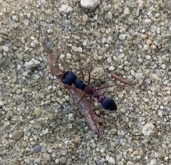 Myrmecia pilosula