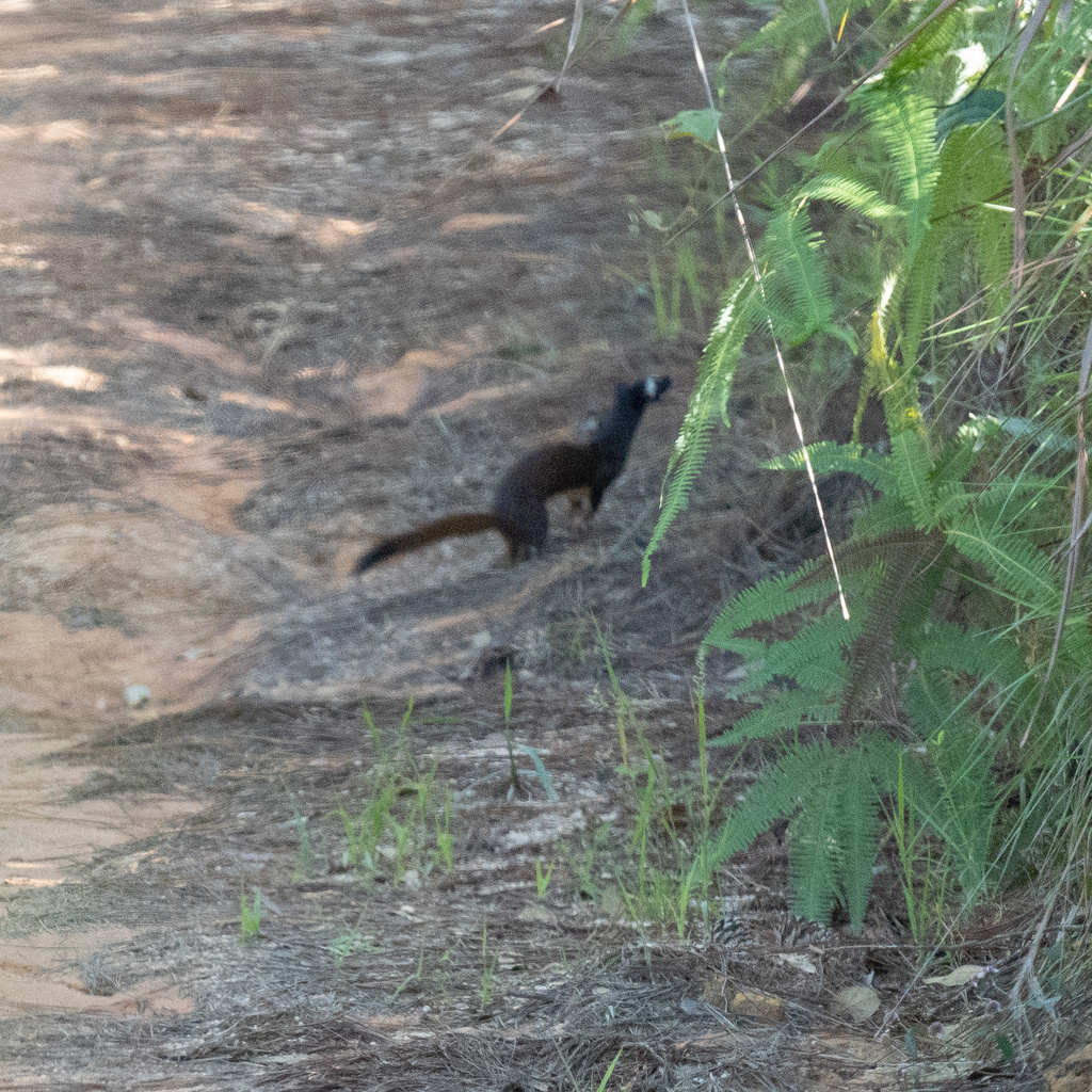 Long-tailed Weasel from Frazier Line, Cayo, BZ on February 10, 2023 at ...