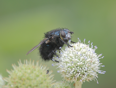 Edwynia robusta