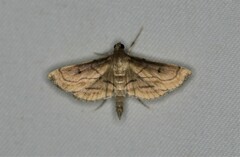Marasmia trapezalis