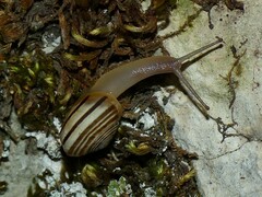 Pseudotachea splendida