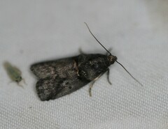 Acrobasis betulella