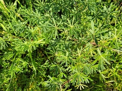 Lupinus arboreus