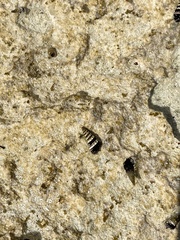 Lampanella minima