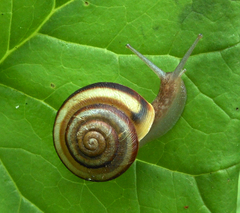 Karaftohelix maackii