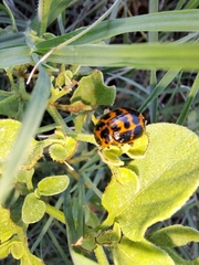 Platyphora congregata