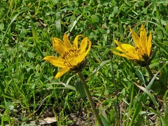 Wyethia angustifolia